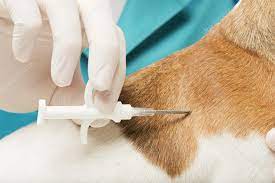 Less Painful Injections for Pets
